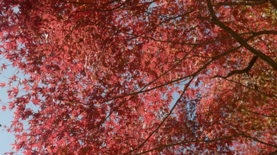 Japón, las cuatro...: Otoño e invierno