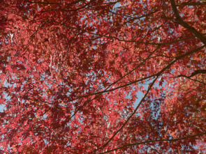 Japón, las cuatro...: Otoño e invierno