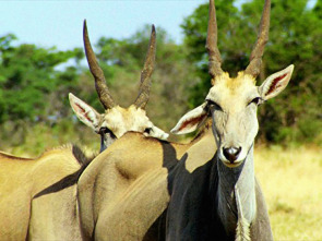 Iconos de la Vida Silvestre