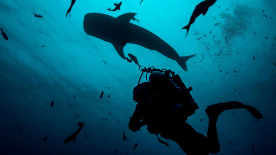 Shark with Steve...: Tiburones del Océano Atlántico