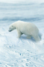 Arctic from Above 