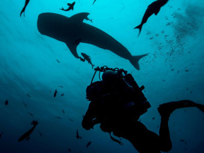 Shark with Steve Backshall 