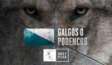 Galgos o podencos