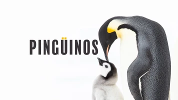 Pingüinos