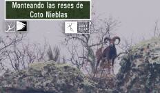 Monteando las reses de Coto Nieblas