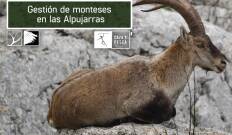 Gestión de monteses en las alpujarras