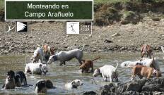 Monteando en campo Arañuelo