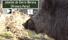 Jabalíes de Sierra Morena, 1ª parte