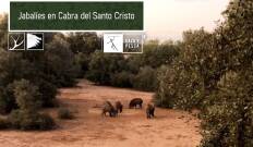 Jabalíes en Cabra del Santo Cristo