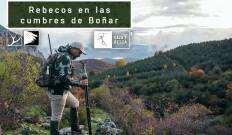 Rebecos en las cumbres de Boñar