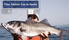 Cies, lubinas tras la xouba