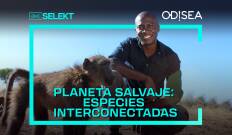 Planeta salvaje: especies interconectadas