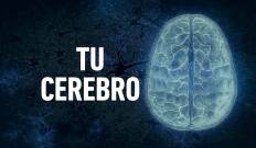 Tu cerebro