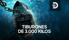 Tiburones de 3.000 kilos