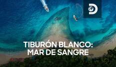 Tiburón blanco: mar de sangre