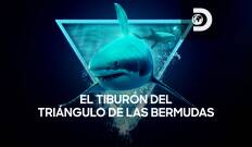 El tiburón del Triángulo de las Bermudas