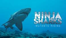 Tiburones ninja 2