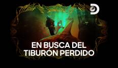 En busca del tiburón perdido