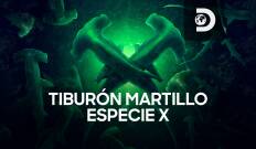 Tiburón martillo: especie X