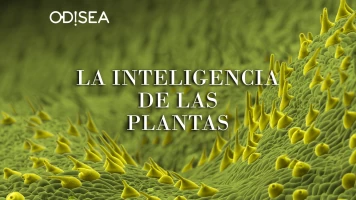 La inteligencia de las plantas