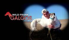 Wild Frank: Galgos